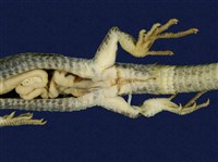 Hsuehshan grass lizard Collection Image, Figure 8, Total 8 Figures